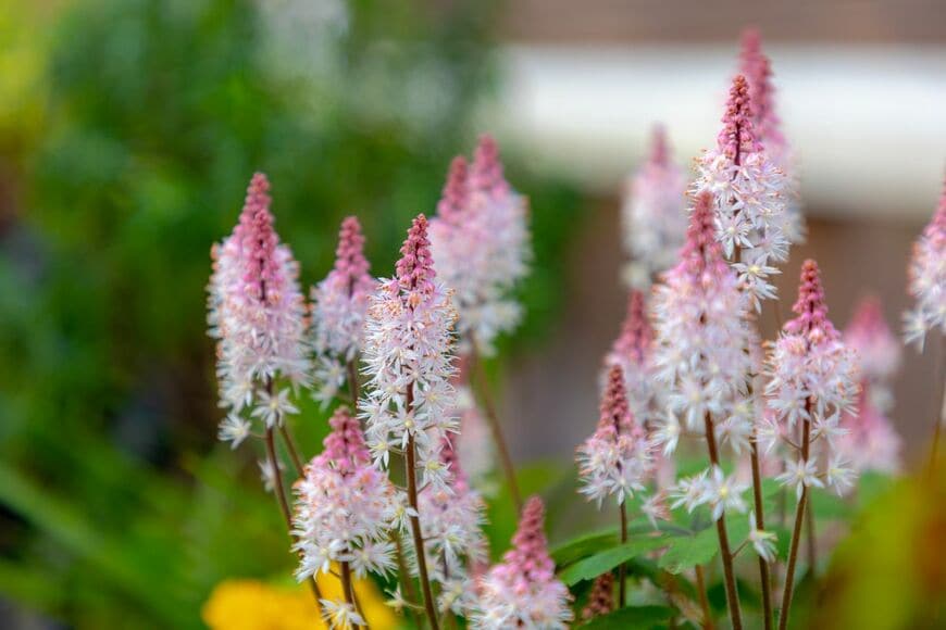 今が植えどき！植えっぱなしで日陰の狭い庭を一年中彩る《寒さに強い常緑多年草》6選＆選び方