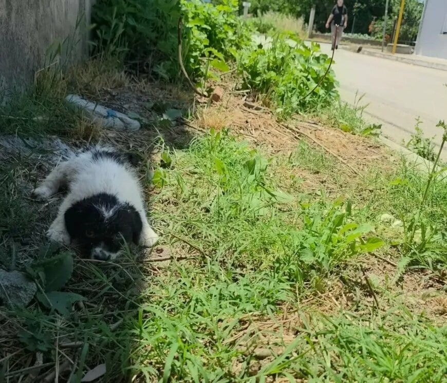 母犬のそばには重傷の子犬…「犬の親子」が保護された光景に「救ってくれてありがとう」の声