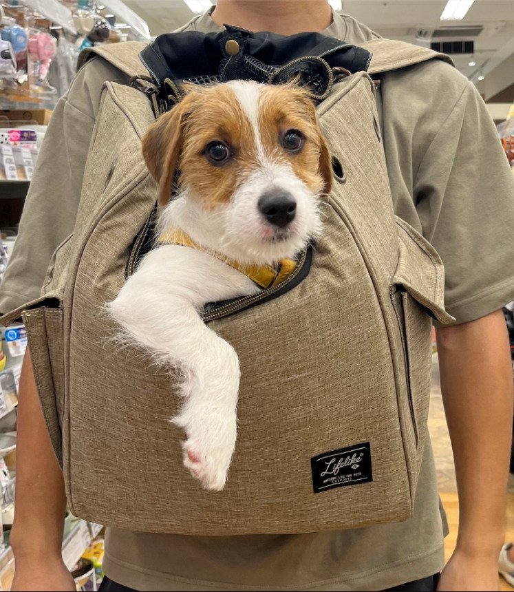 出所：@papaya_paya11