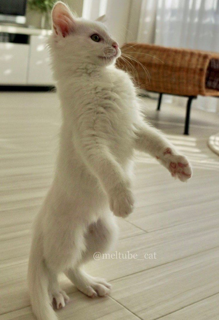 出所：@meltube_cat