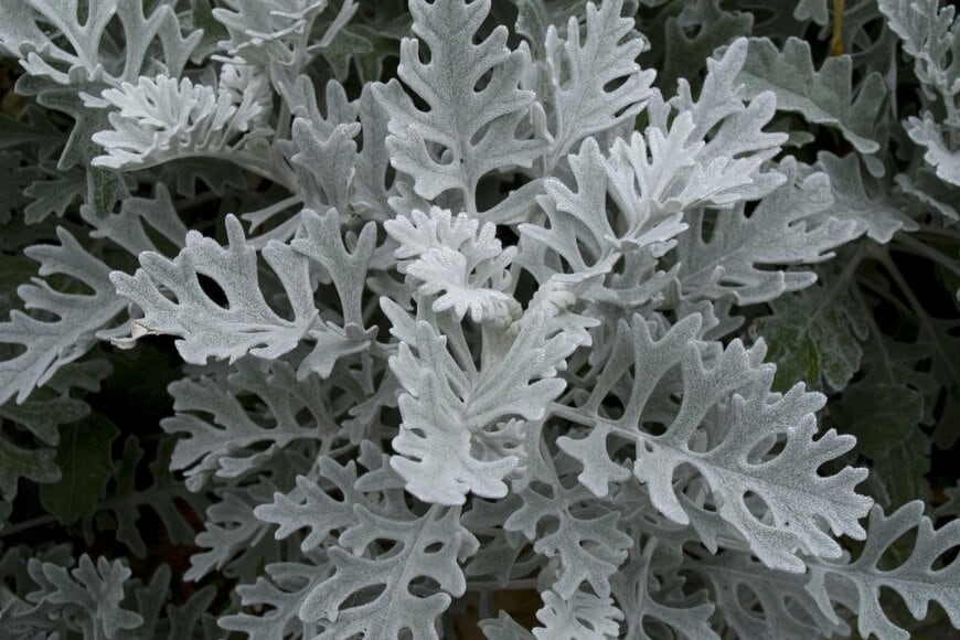 Sergey Rogalsky/Shutterstock.com