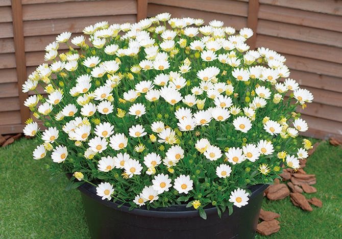 出所：サントリーフラワーズ　キララ