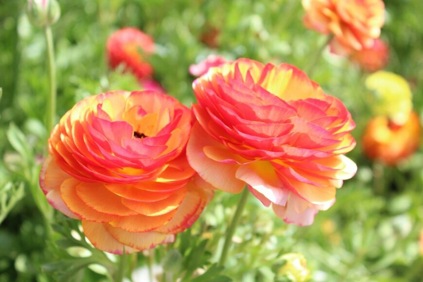 ZheniaA/istockphoto.com