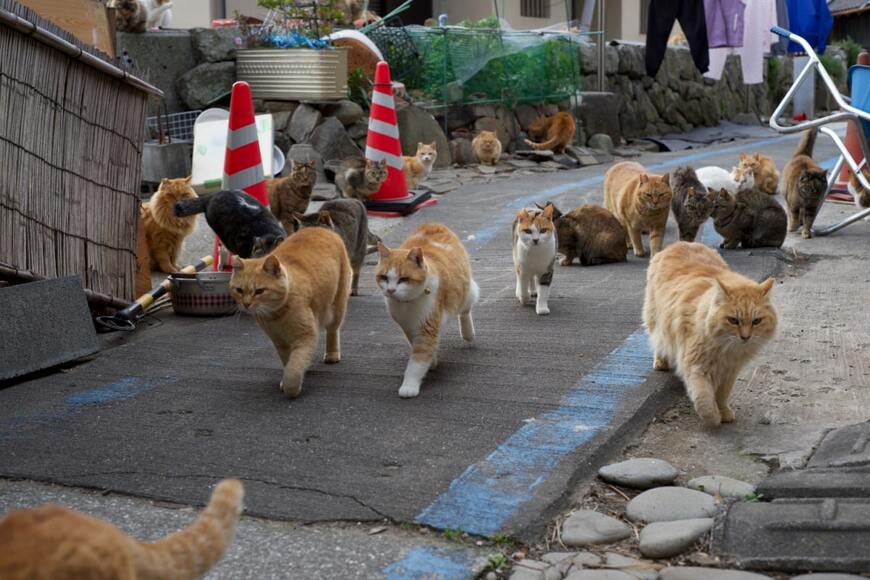 sido kagawa/shutterstock.com