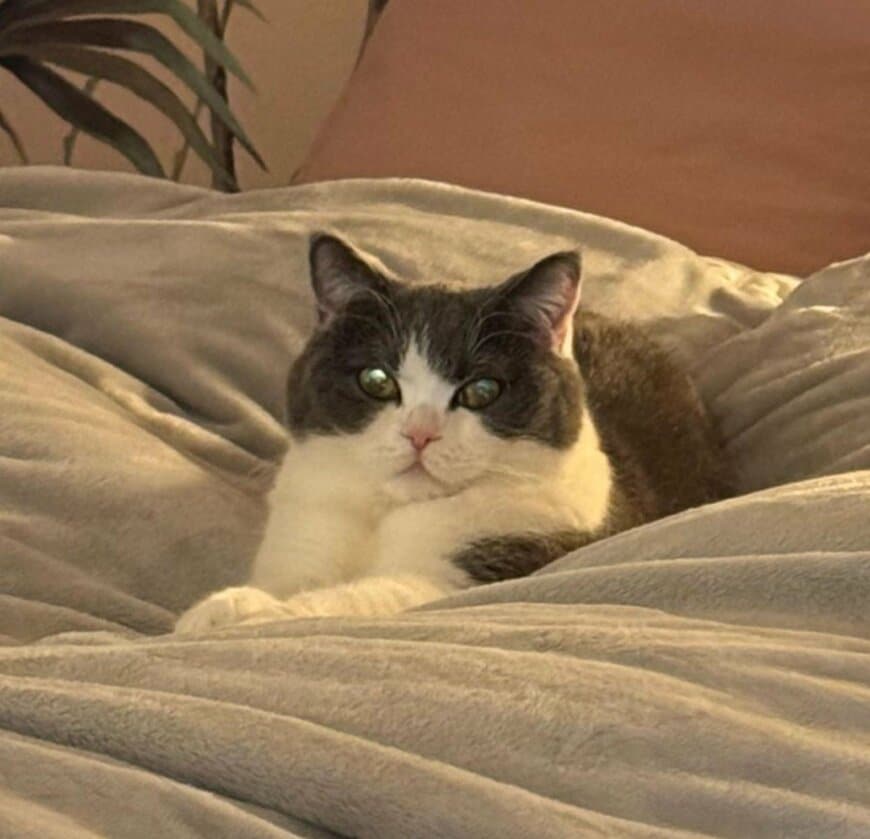 出所：@omochiomoching