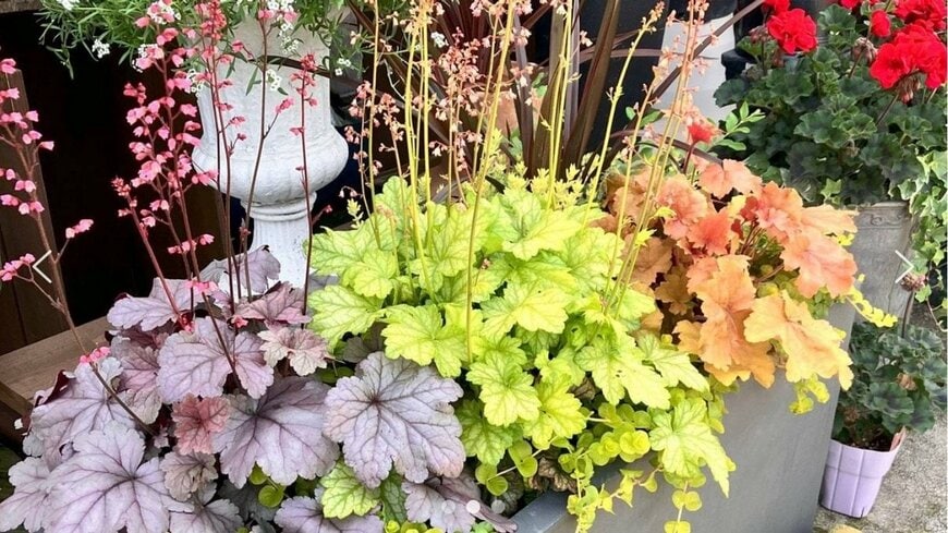 出所：PROVEN WINNERS（PW）公式　ヒューケラ ドルチェ