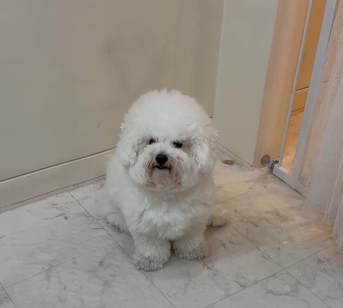 【犬のビフォーアフター】トリミングで”ぬいぐるみ”のような姿に大変身したワンちゃんに胸キュン！さらに可愛くなっていく様子に注目