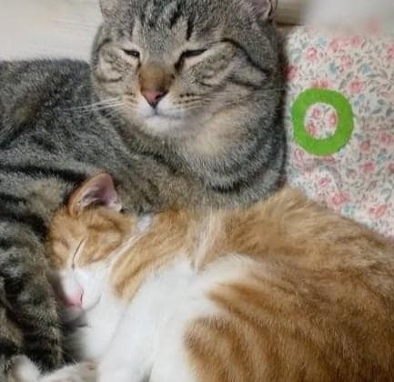 出所：@mero627puri914