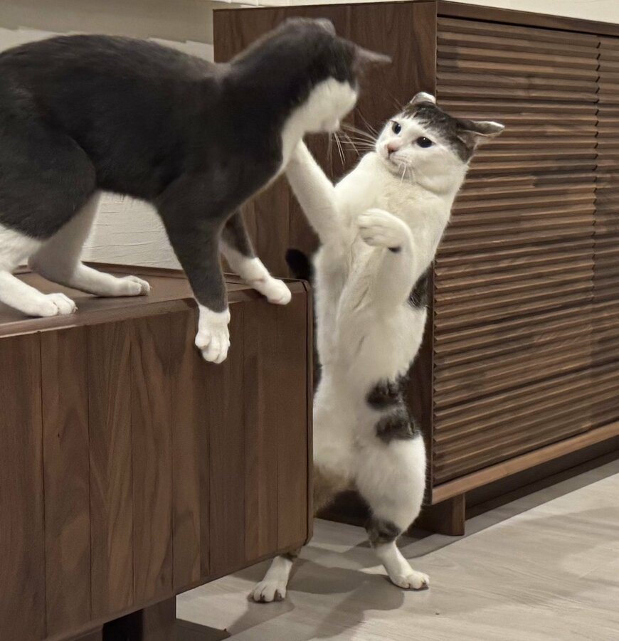 出所：@Saeroyi_cat