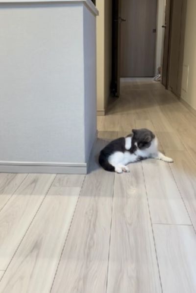 「毛づくろいに夢中だにゃー」一心不乱に毛づくろいをする猫さん　アップのお顔も凛々しくてキュート