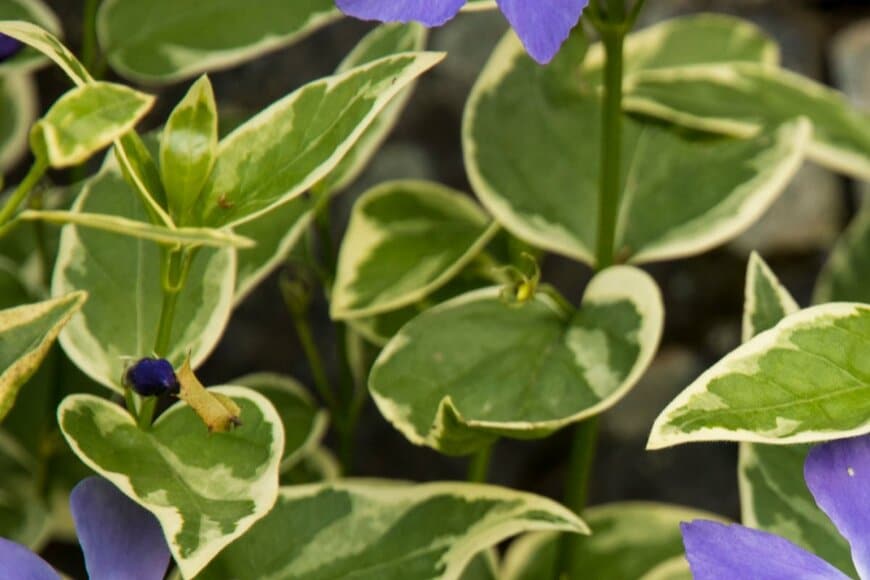 斑入りニチニチソウ　Xi kou/shutterstock.com