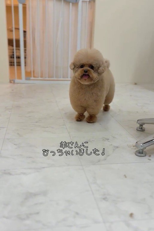 出所:misaki(@dogsalon_ma_cherie)