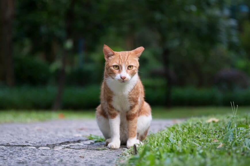繁華街で遭遇した猫を「テンションが上がり切った状態」で撮影　猫から向けられた「信じられないものを見るような目」に笑ってしまう
