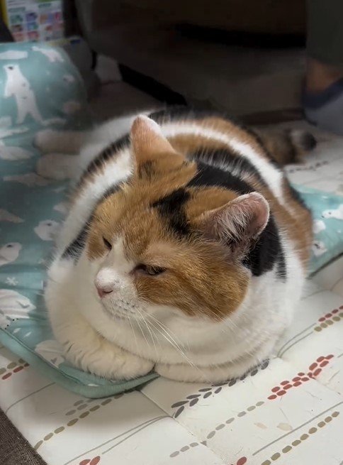 お尻ポンポンが好きな猫