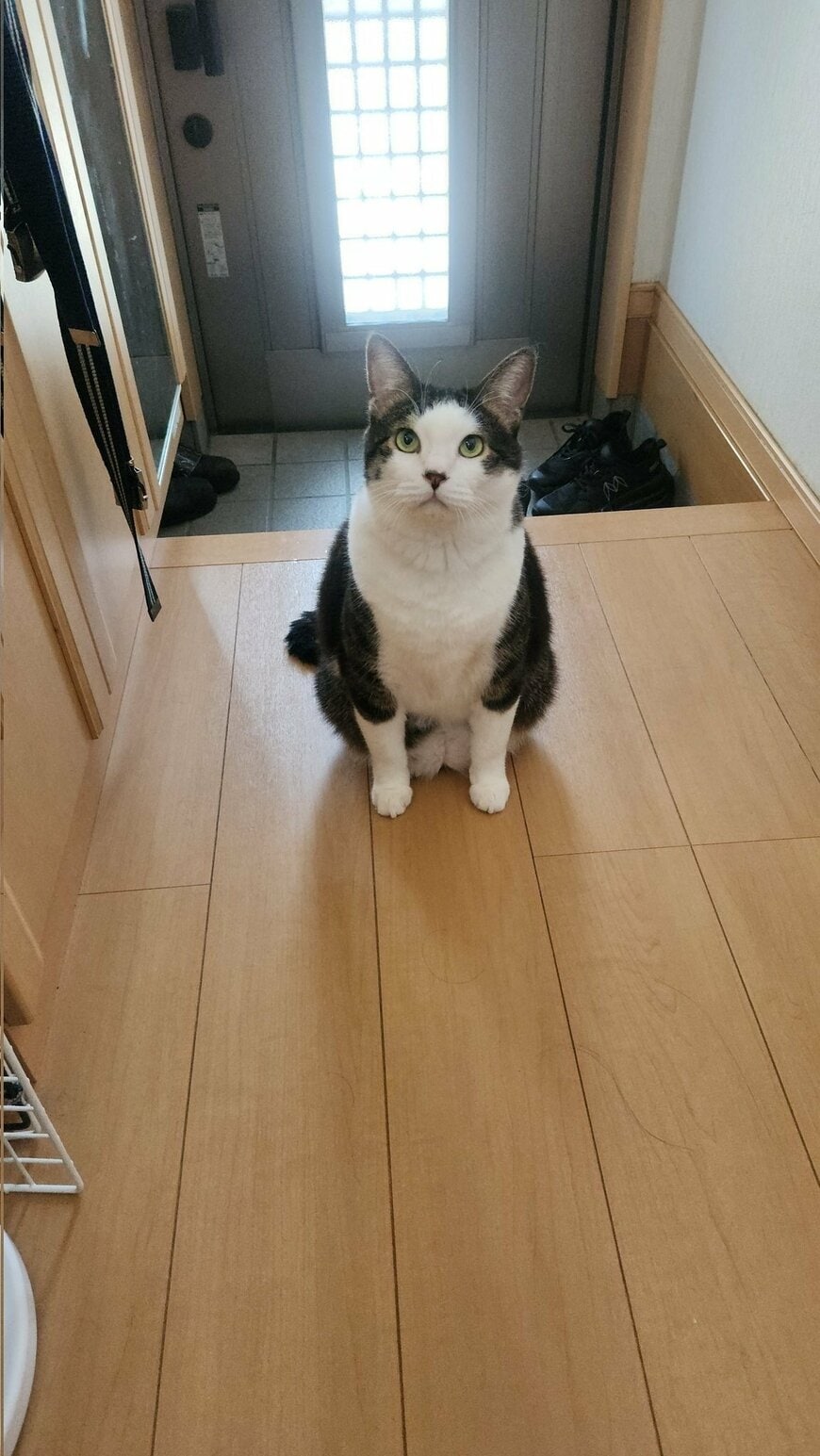 玄関前に立ちはだかる猫
