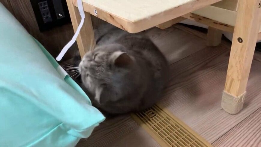おもちゃに噛みつこうとするひまりちゃん