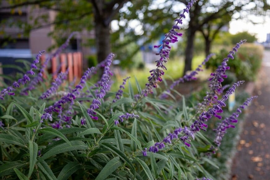 長い花穂に紫色の花を咲かせているアメジストセージ