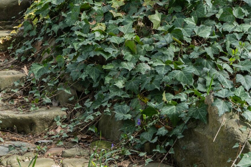 アイビー、別名ヘデラの葉。濃い緑色。