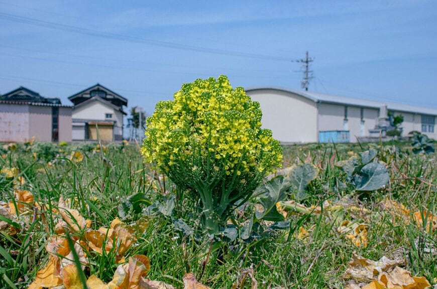 投稿の画像