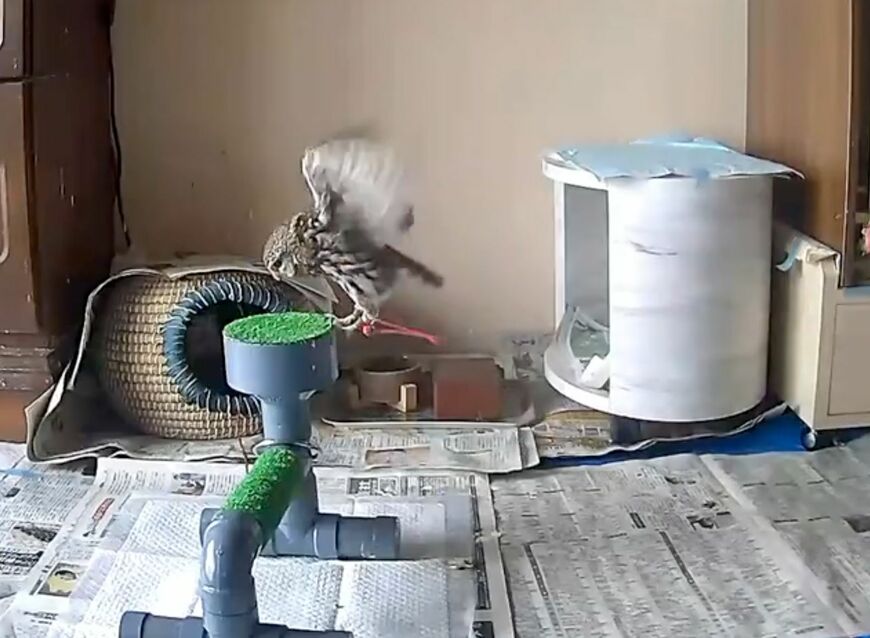 投稿動画のワンシーン