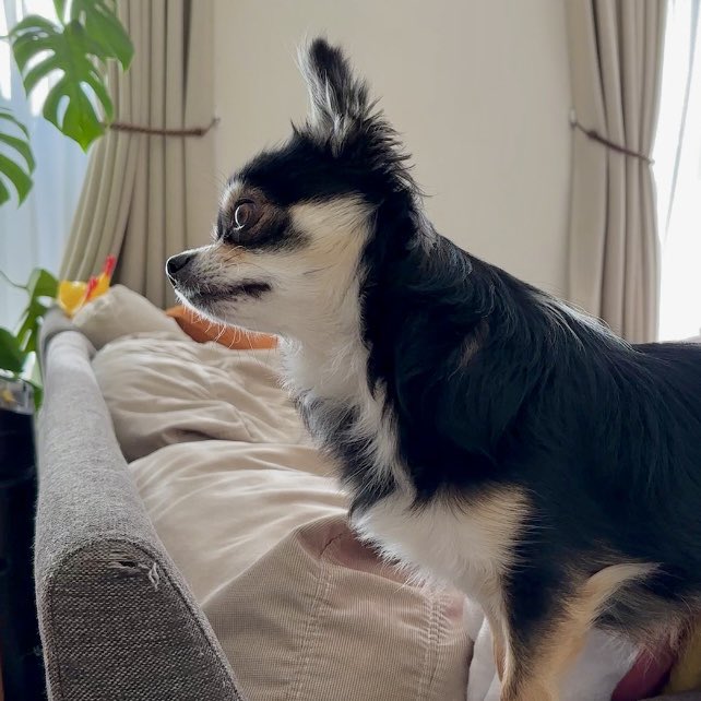 病気が疑われた犬