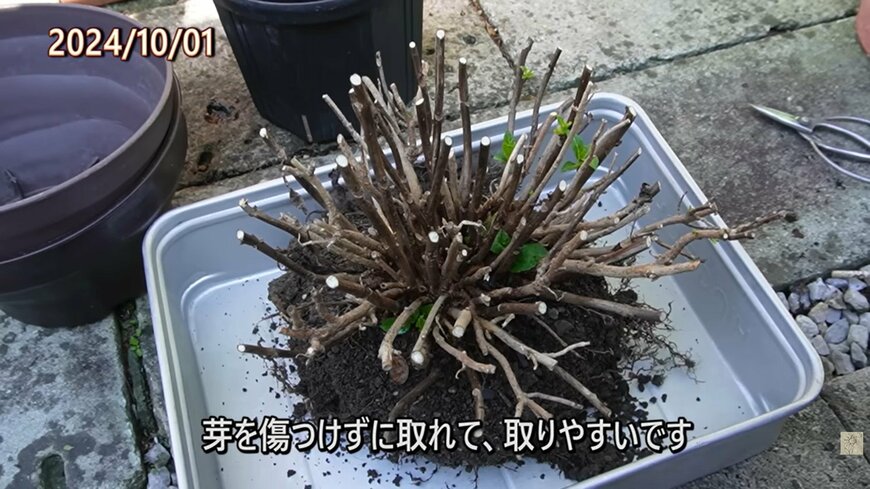 アジサイの植え替え