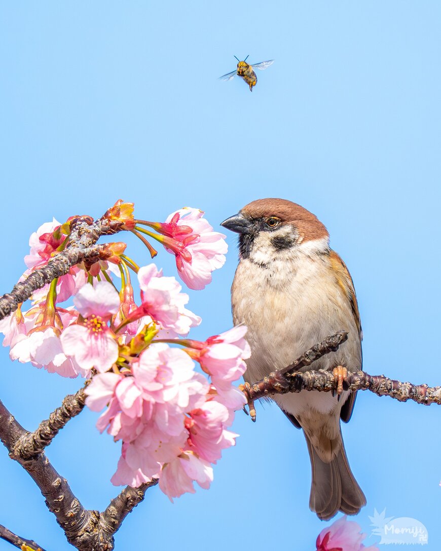 桜とスズメとハチ
