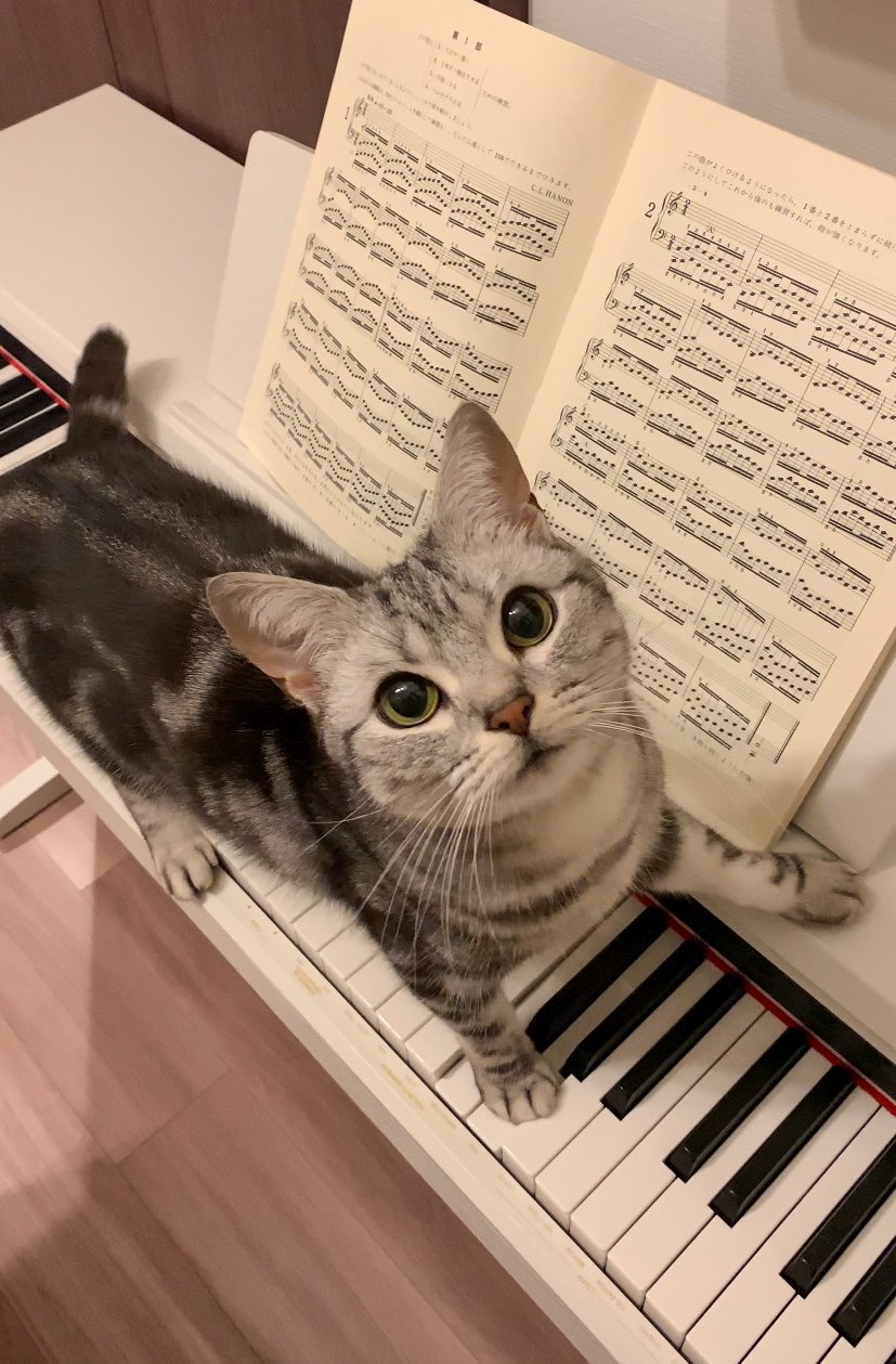 ピアノ練習妨害をする猫