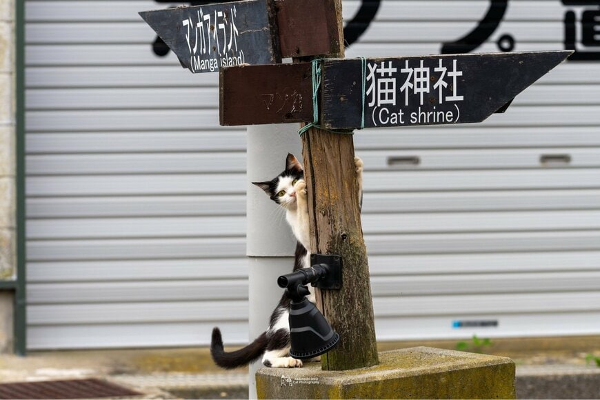 猫神社に案内してくれる&hellip;？