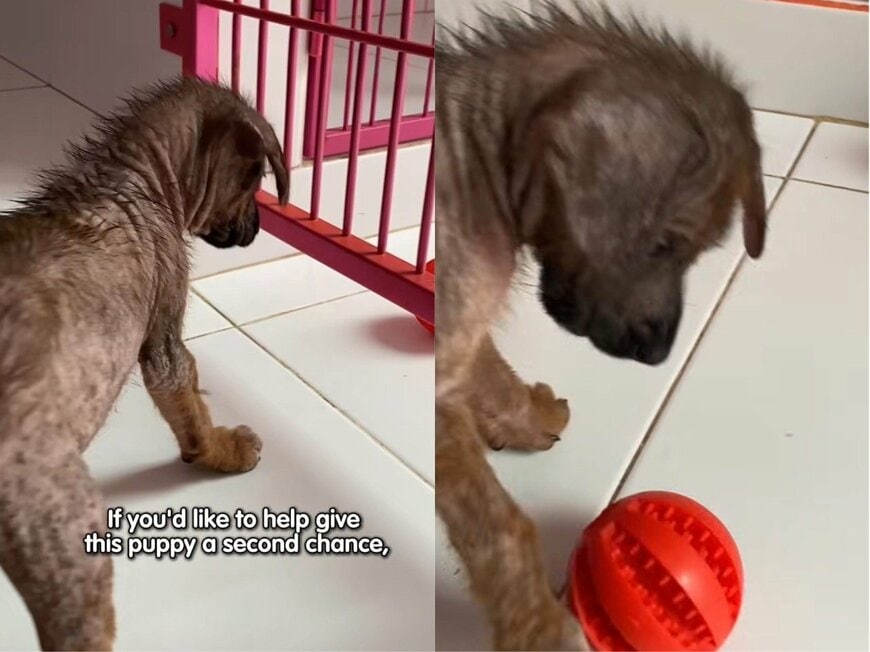 出所：<u><a href="https://www.instagram.com/p/DZkMn4pgux5/" target="_blank">@missionpawsible</a></u>