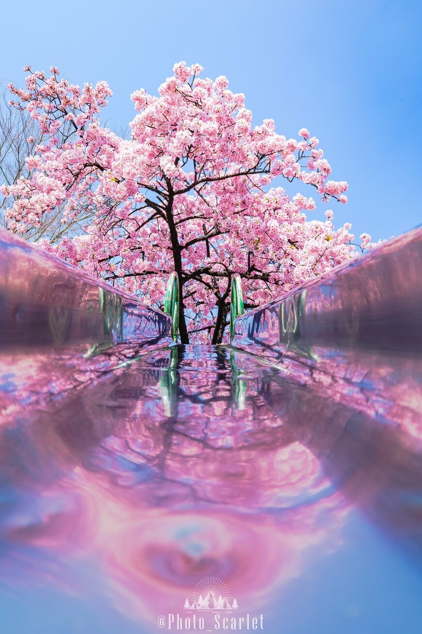 すべり台に映り込む満開の桜