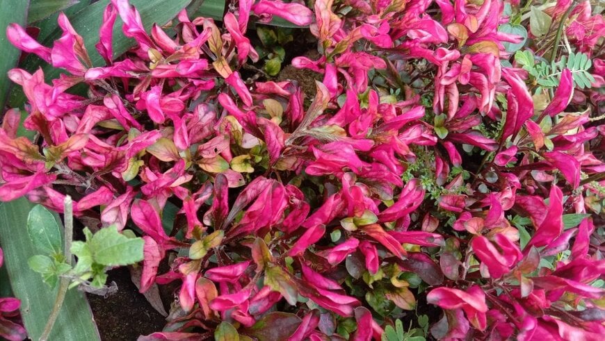 ピンクの葉をつけている、アキランサス