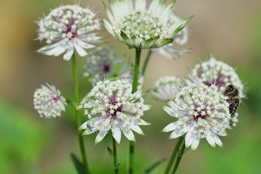 アストランティアの花が咲いている。色は白。