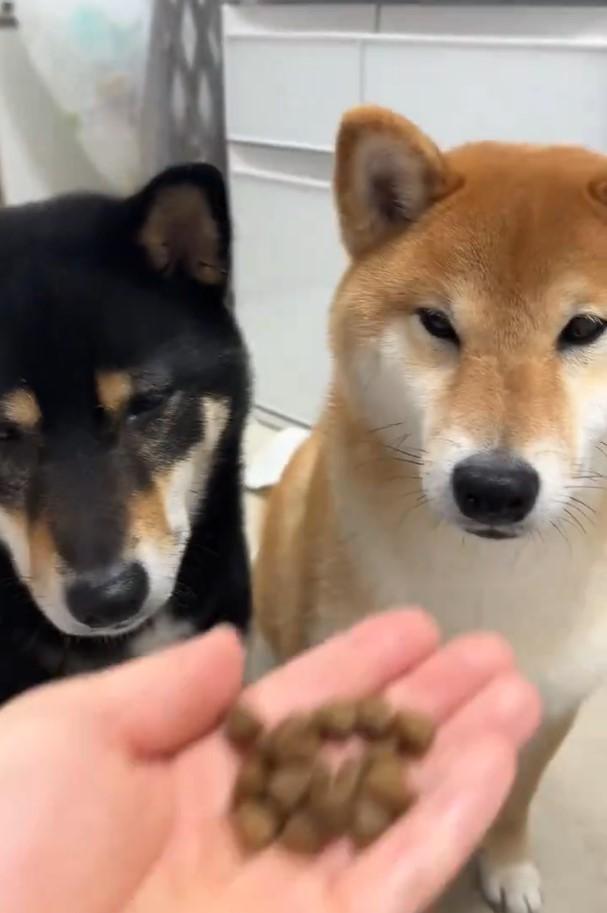 ドッグフードを見つめる犬