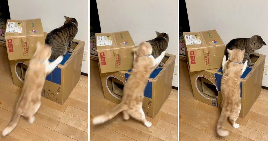 頑張ってジャンプしたそらくん