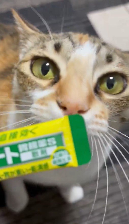 胃薬に顔を近づける猫