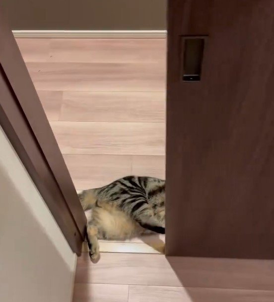 引き戸と猫