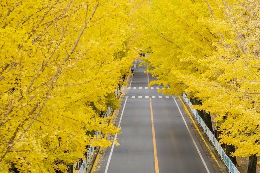 親里大路のイチョウ並木