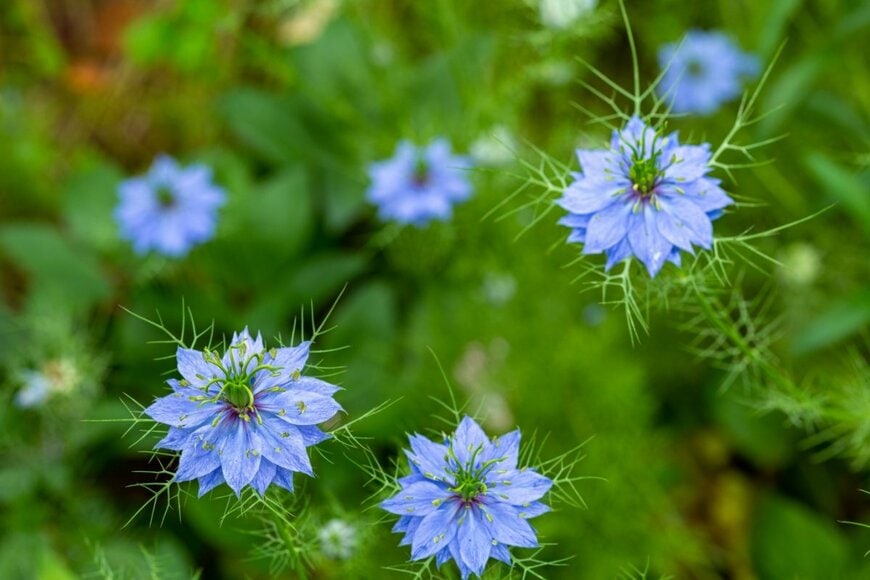 ニゲラの花。色は青。星のような形。