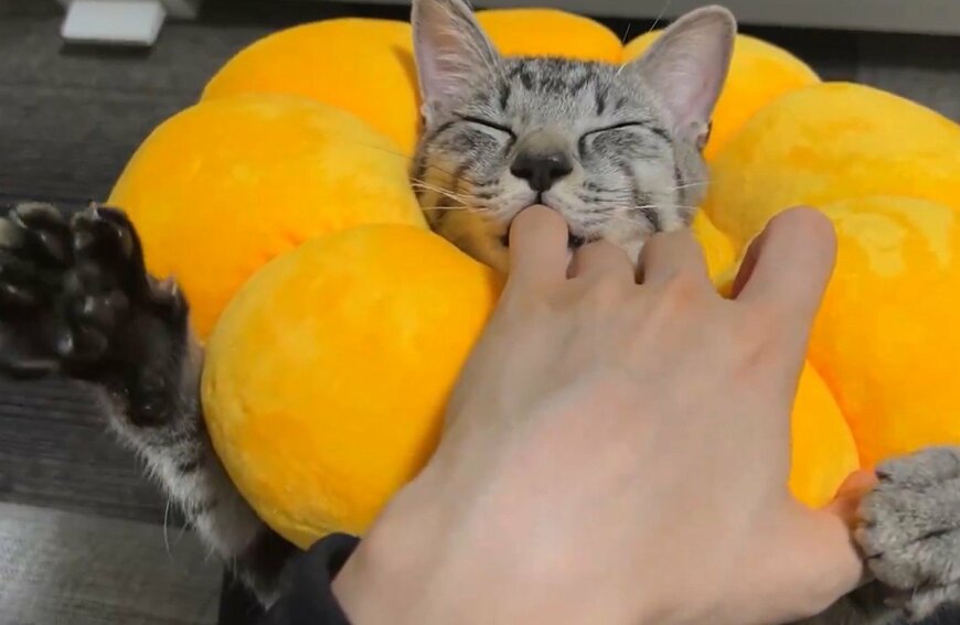 こねこねする猫