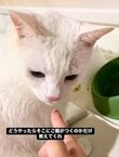 ご飯を食べる猫をよく見ると→なんでやねん！と言いたくなる笑える行動とリアクションが話題