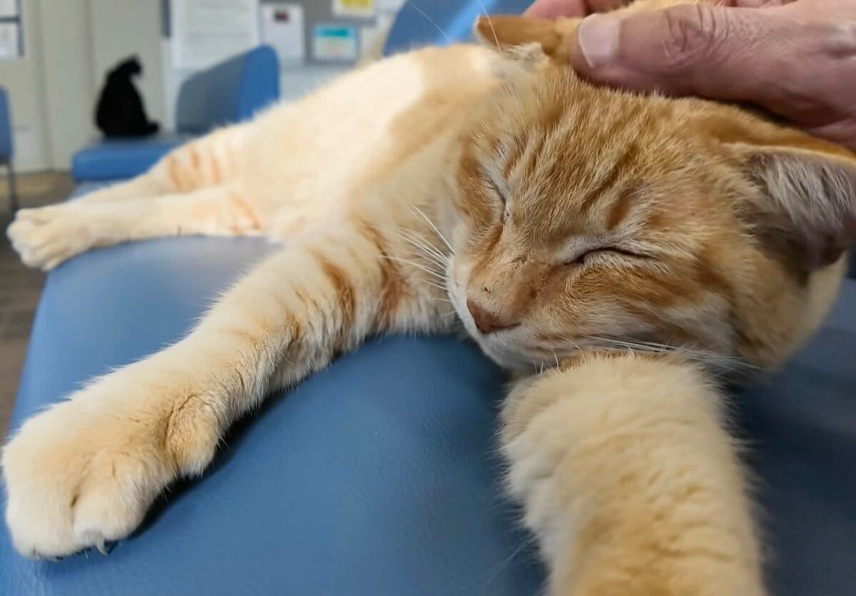 うーんニャに？」受付業務をさぼってお昼寝中の猫ちゃんに癒さ
