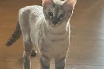 「多分途中で違う猫になった」　9ヶ月前に保護した「猫の衝撃ビフォアフ」に436万回表示