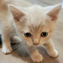 【劇的変化】あどけない赤ちゃん猫→堂々たる体格のつやつやイケメンに成長！あまりの変化に思わず二度見
