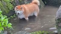 夢の中でも泳いでる？「ちゃぷちゃぷ楽しい！」水遊びを堪能した柴犬の寝姿にほっこり