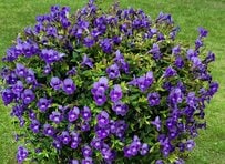 猛暑の庭の救世主。真夏も満開に咲き続ける〈アメジストのような青の花〉の魅力。面倒な花がら摘み不要なのもうれしい！