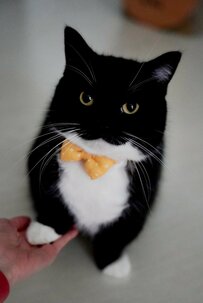 【完璧なお手】白手袋の猫ちゃんが可愛いすぎると話題に！「礼儀正しいイケメン」との声も