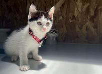 1年でこんなに変化！小さいパヤ毛の子猫が、気品溢れる美猫へ成長　投稿には1.4万いいね