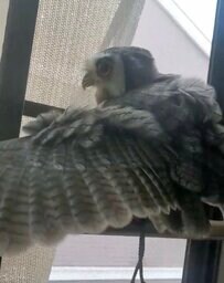 【ご満悦】雨の日を楽しむフクロウ　日除けの隙間から雨風を満喫する姿が尊い！