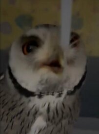 【水飲みフクロウ】意外な方法での水分補給、テンポ良い声かけと上手な水飲みに笑いが止まらない！